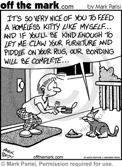 cat, homeless, adopt, bonding