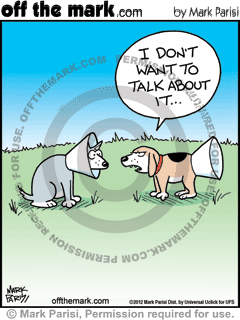 dog, injury, protective collar 