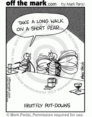 Fruit Fly Insults - off the mark cartoons