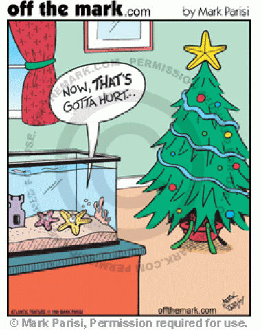 Starfish think the star on top of the Christmas tree must be in pain.