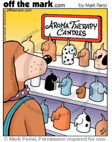 A dog looks at aroma therapy candles.