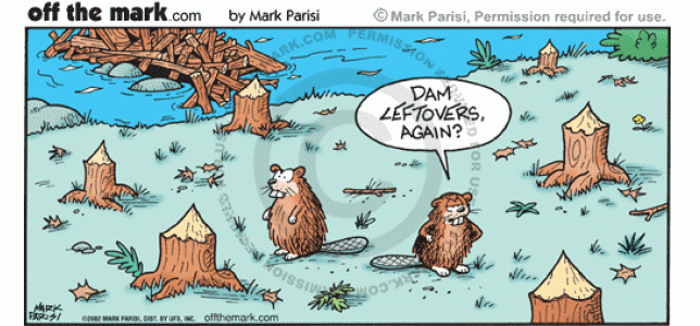 Beavers eat dam leftovers.