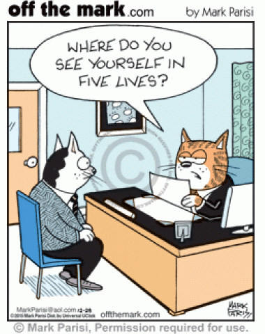 Cat Interview Questions - off the mark cartoons