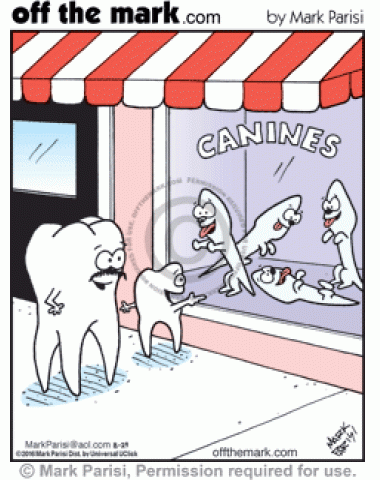 <p>
	Teeth admire the canines in the window as they walk past.</p>
