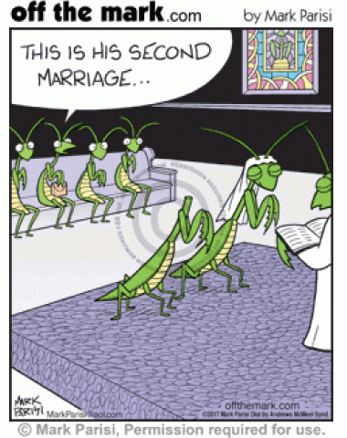 Praying mantis is remarried after his head is bitten off.