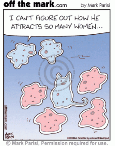 Cat shaped bacteria attracts more women than other cells.