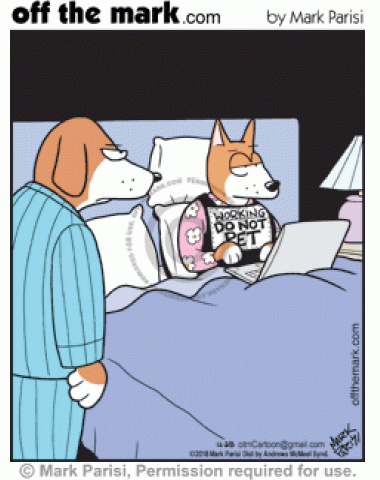 Dog husband is frustrated by wife with laptop in bed wearing sign that says “Working, Do Not Pet.”