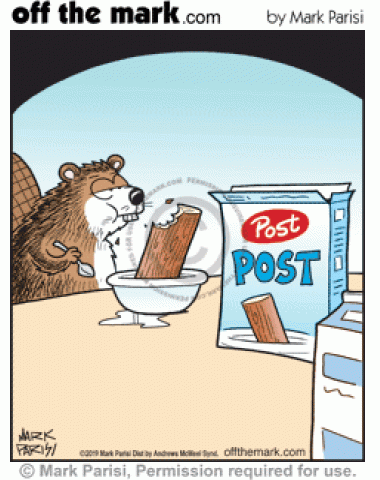 Beaver eats parody Post brand post wooden log cereal for breakfast.