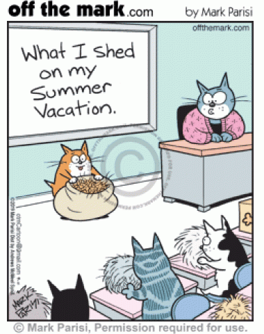 Kitten shows classroom of cat students bag of cat hair shed over summer vacation.