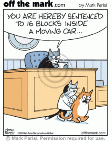Cat judge sentences guilty cat on trial to 16 blocks inside a moving car.