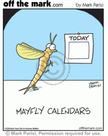 May fly is about to mark calendar for mayflies that’s only it’s lifespan today.