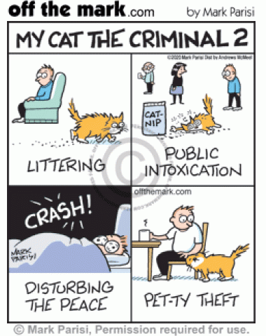 Criminal cat commits kitty litter littering, catnip public intoxication, noisy night crash disturbing the peace, and petty theft pat stealing crimes.