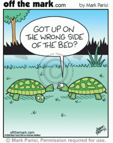 Turtle asks turtle with head and legs in wrong shell holes if it got up on the wrong side of the bed.