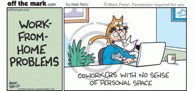 Telecommuting pet owner covered by cats and dog coworkers with no sense of personal space.