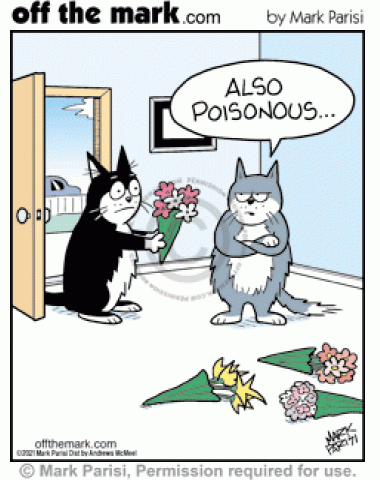 Annoyed kitty rejects cat date’s poisonous flower bouquets, dangerous for cats.