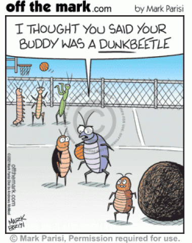 Bug on basketball team says it thought gross insect with dung ball was a dunk beetle.
