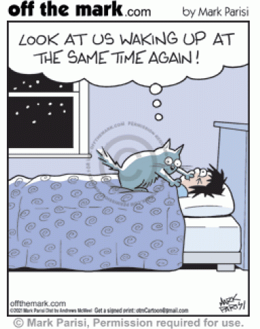Naughty Cat's Late Night Owner Waking Time - off the mark cartoons