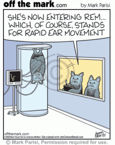 Doctor bats monitor asleep upside-down bat patient’s Rapid Ears Movements R.E.M. echolocation motions.