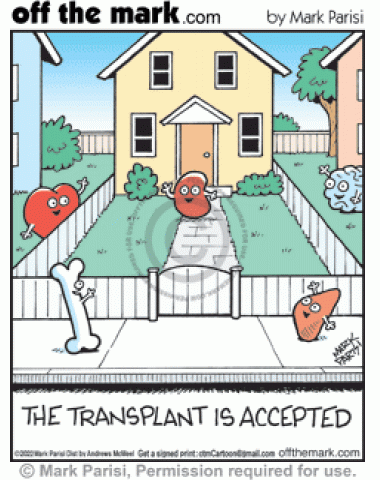 Transplanted kidney in new home greeted by welcoming body organs neighborhood friends acceptance.