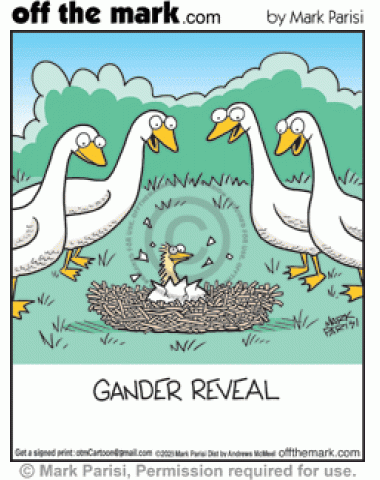 Geese family celebrates hatching male chick’s gander gender reveal birth.